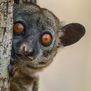 Kirindy - Close-up red-tailed sportive lemur